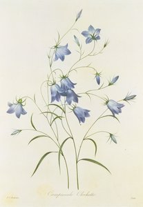 Campanula, gegraveerd door Victor, uit 